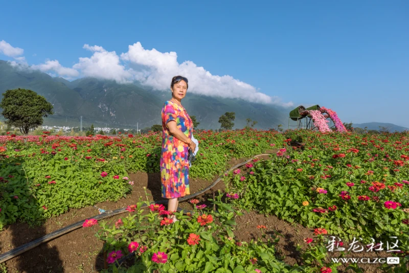 大理花海牧场洱海锦上添花