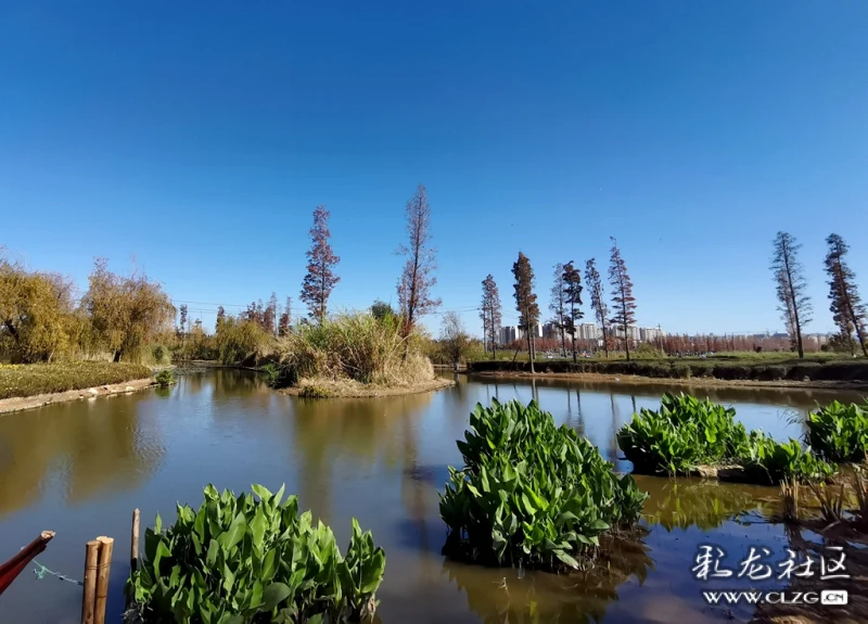 漂亮的斗南湿地公园