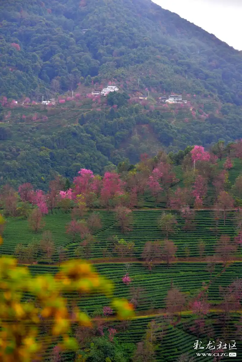 大理南涧无量山樱花开了