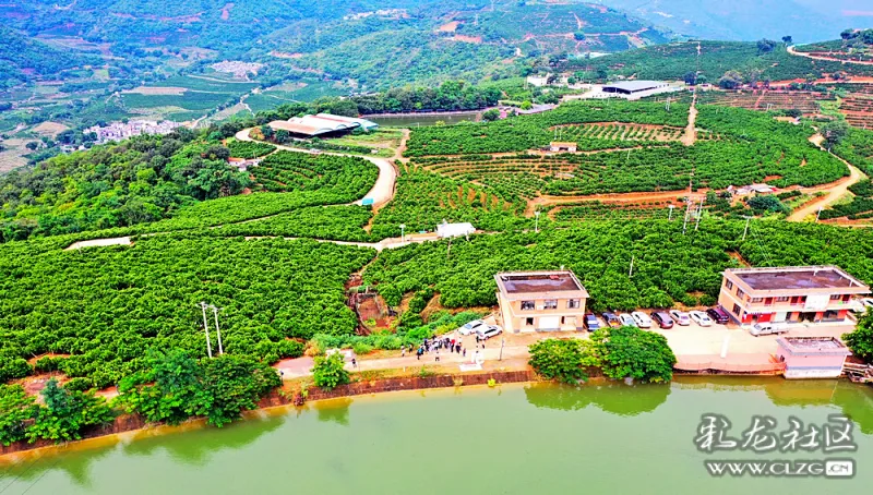这其实离不开由褚橙基地带领,并在全县广泛实行的"公司 基地 农户"