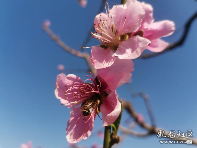 桃花依旧笑春风