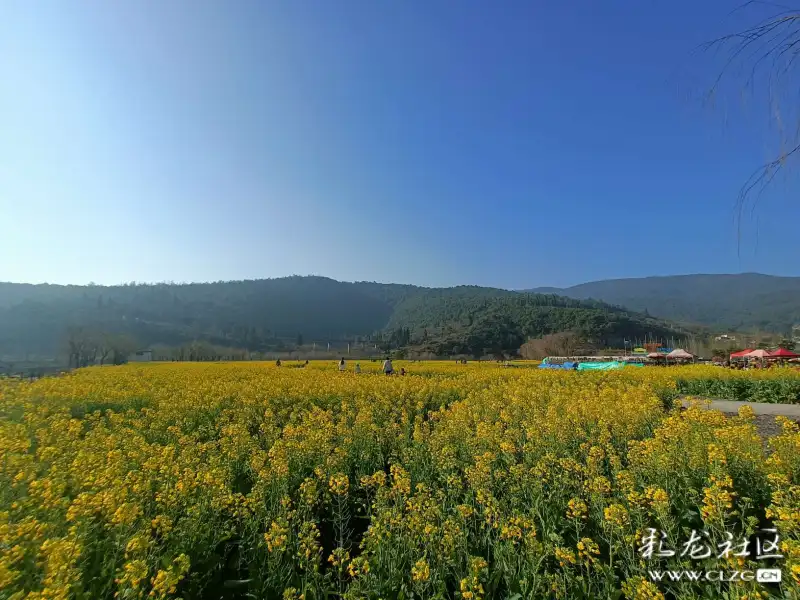 安宁温泉牧羊湖的彩色油菜花飘香