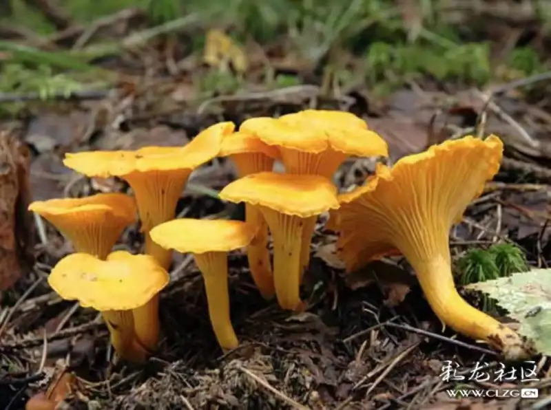 大自然的馈赠云南野生菌昆明建成野生菌交易中心强经济发展