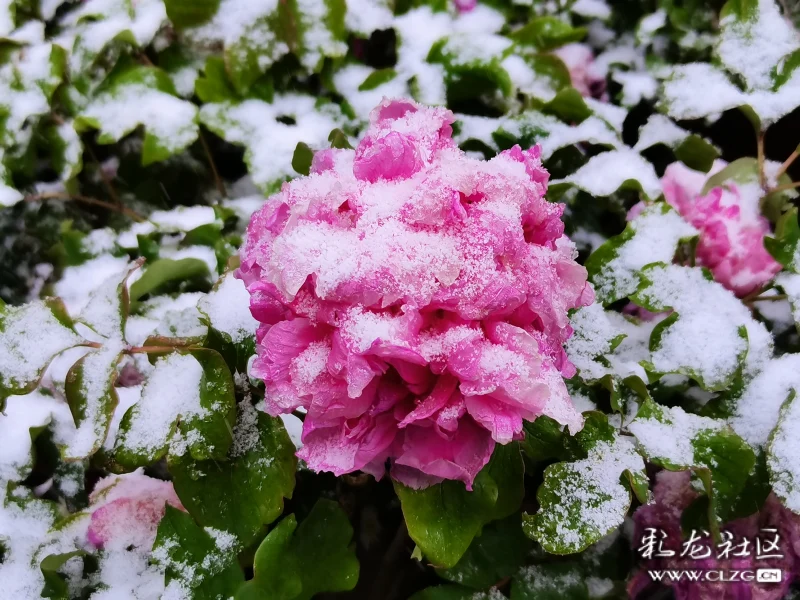 雪中牡丹分外红