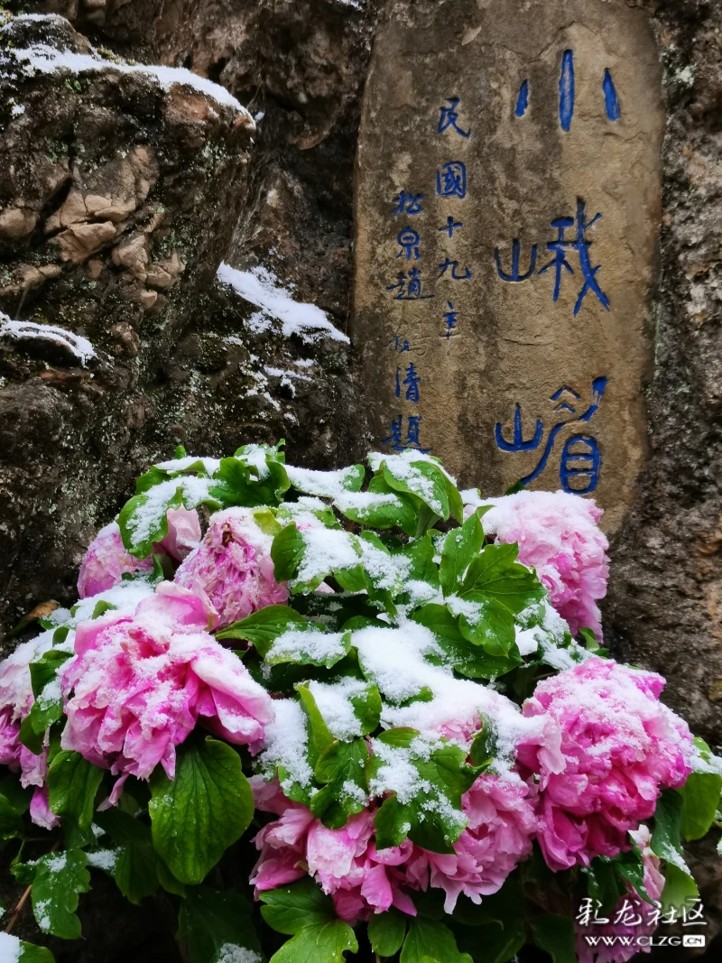 雪中牡丹分外红