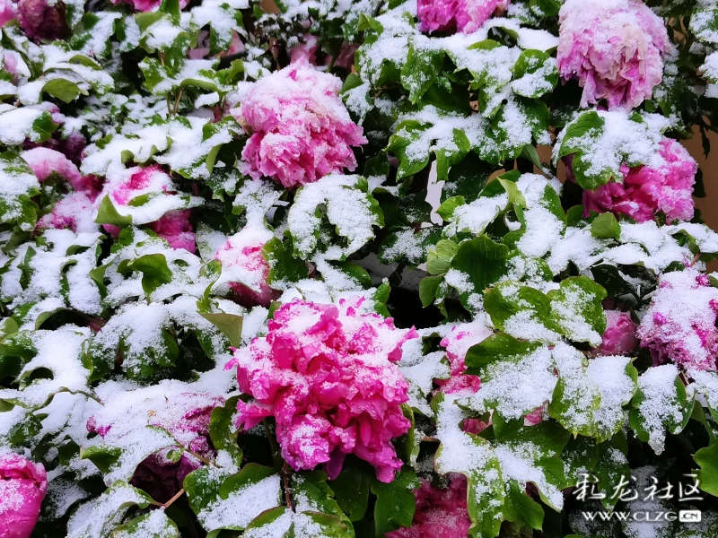 雪中牡丹分外红