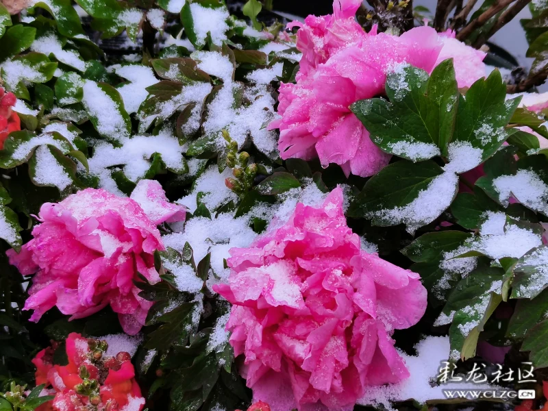 雪中牡丹分外红