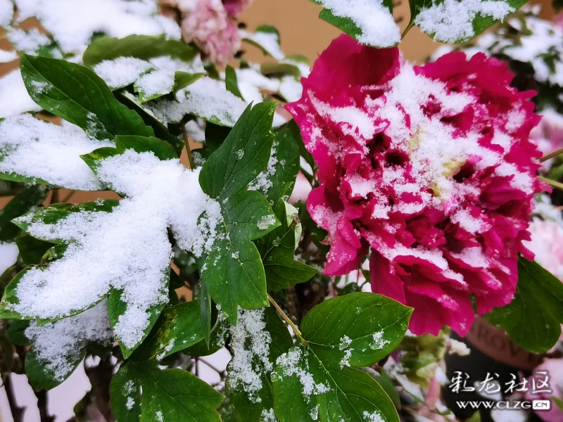 雪中牡丹分外红