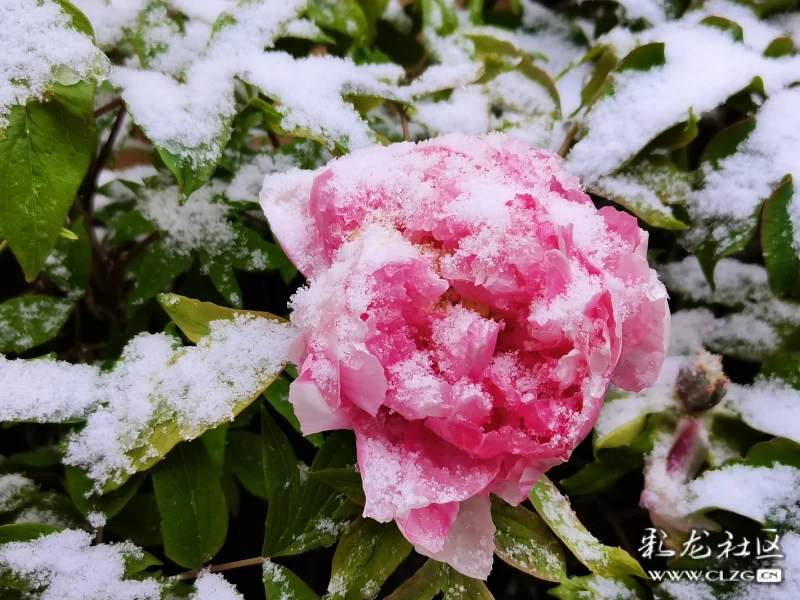 雪中牡丹分外红