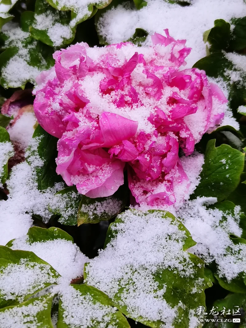 雪中牡丹分外红