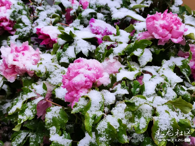 雪中牡丹分外红