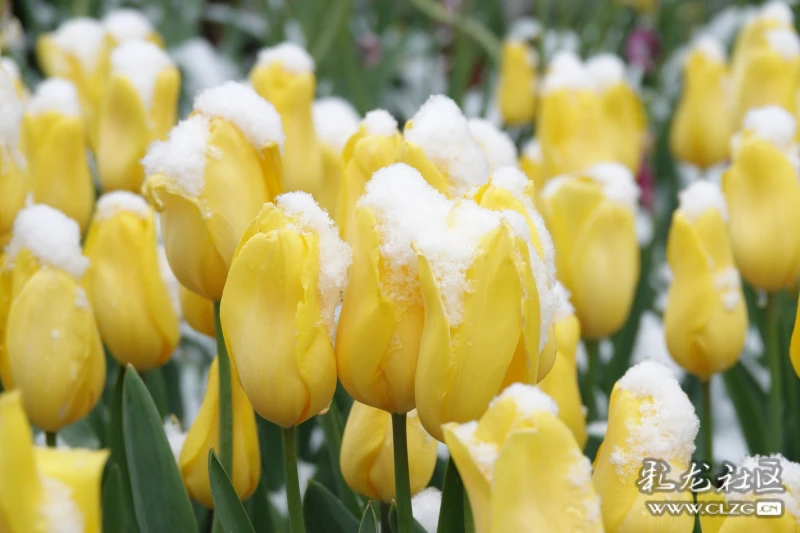 冰雪中的郁金香