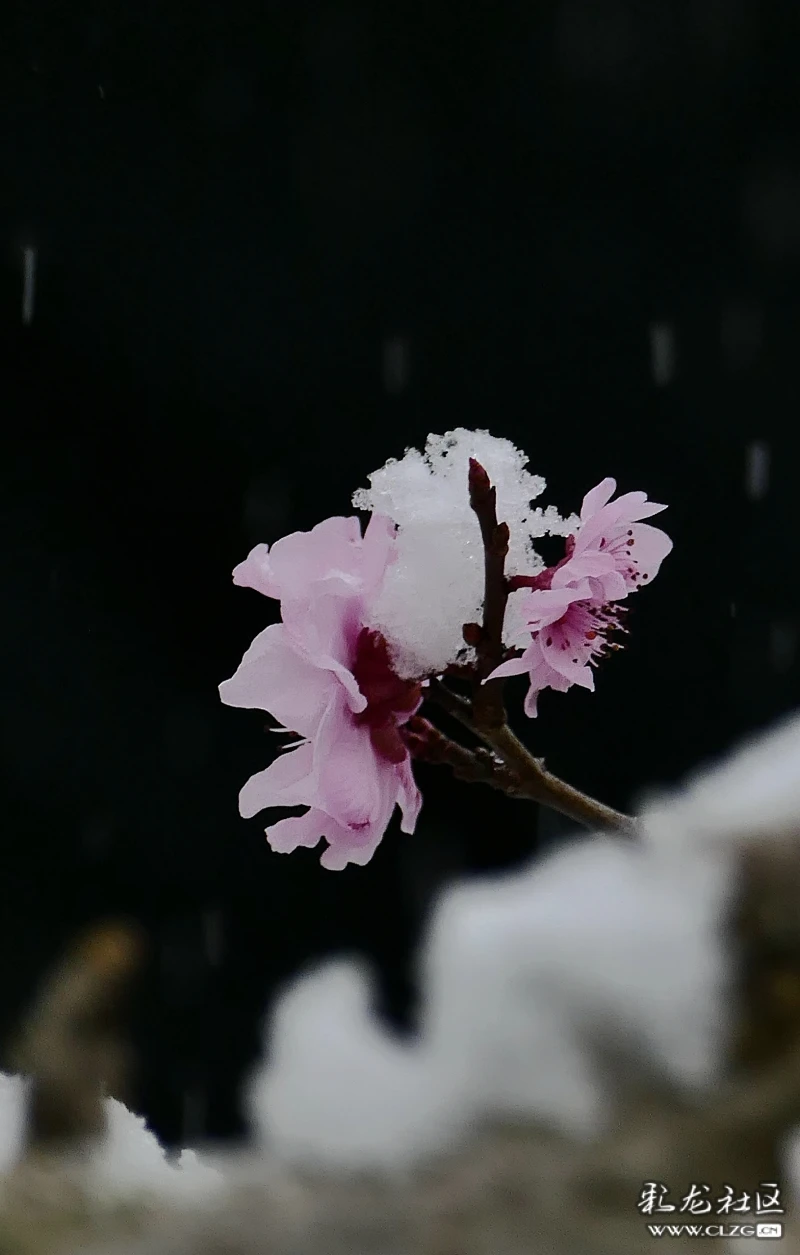 雪花挡不住红梅争春