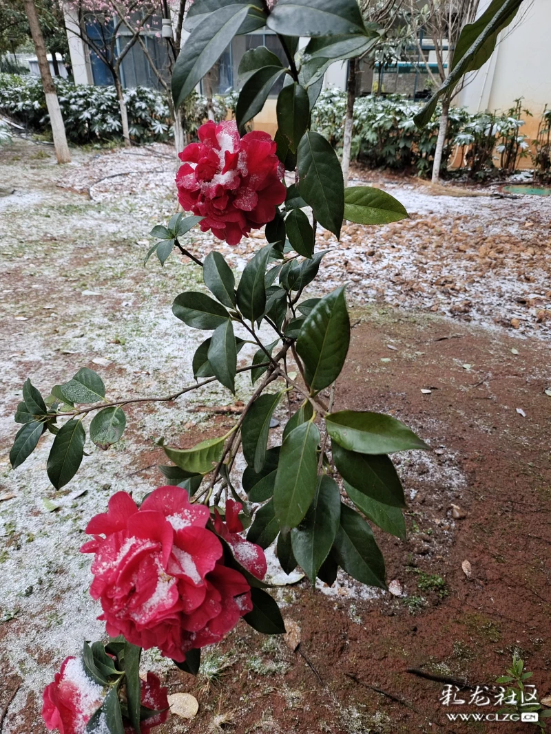 雪中山茶花