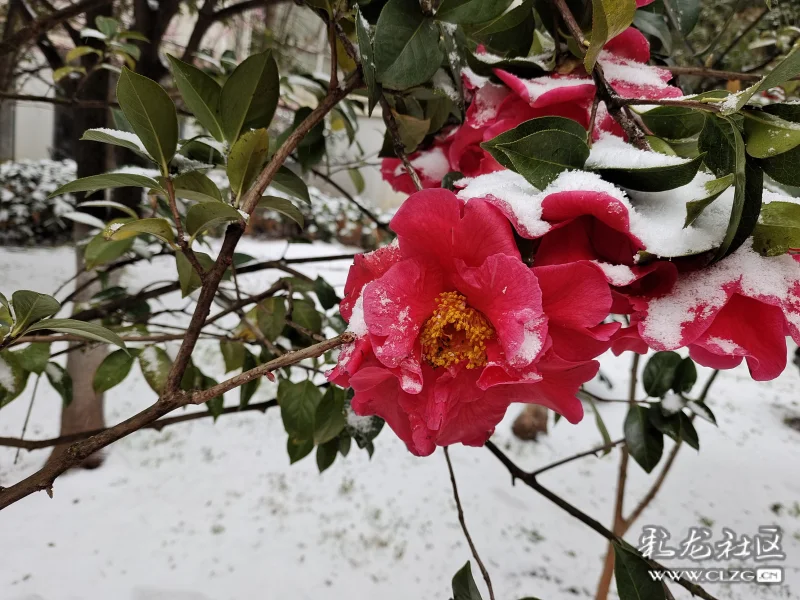 雪中山茶花