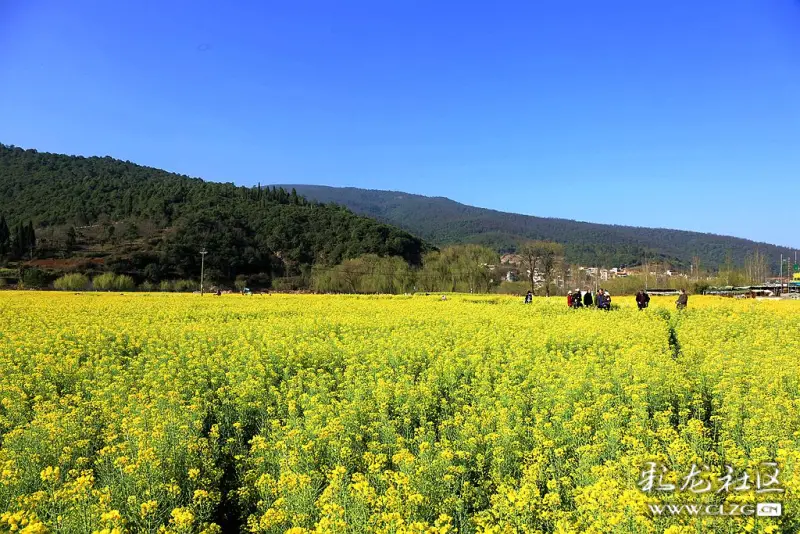 金色螳螂川金色的油菜花