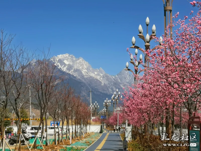 玉龙雪山下的樱花大道