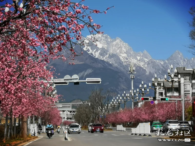 玉龙雪山下的樱花大道