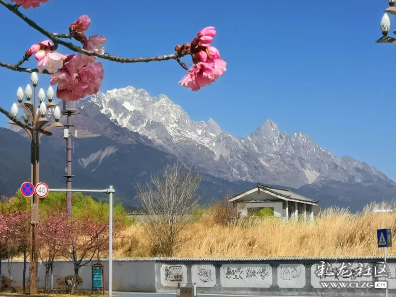 玉龙雪山下的樱花大道