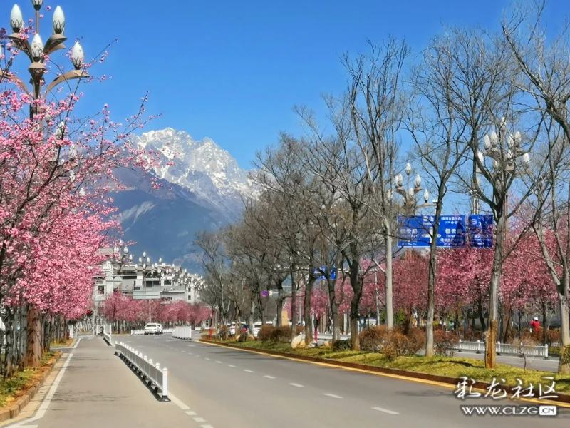 玉龙雪山下的樱花大道