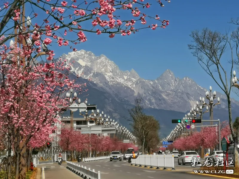 玉龙雪山下的樱花大道