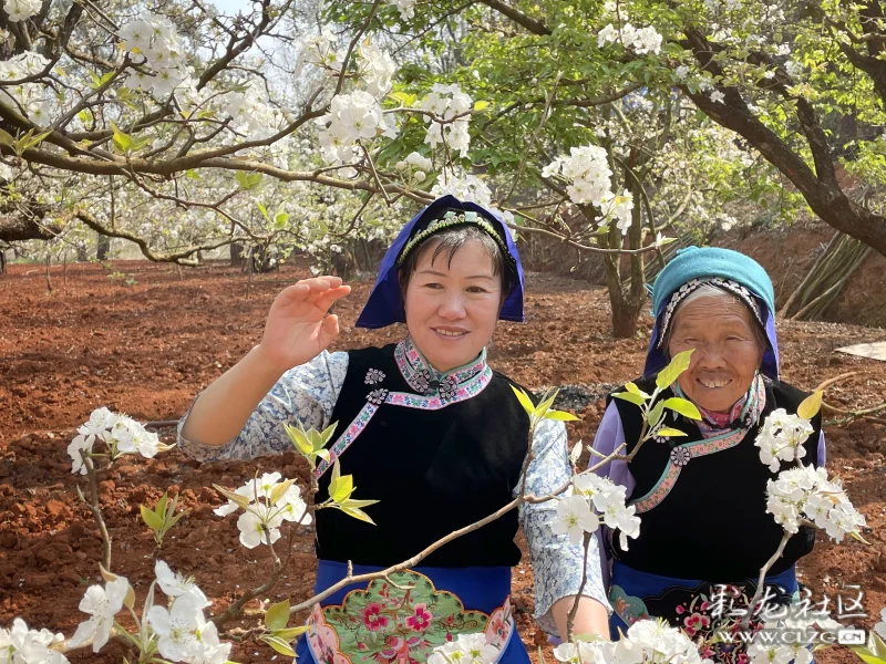 梨花颂农民画家卓丽萍的梨花季