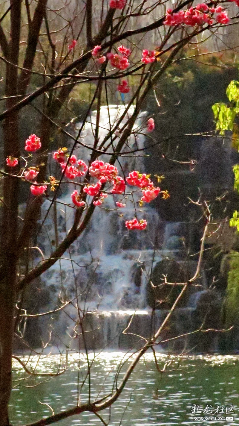 春城无处不飞花瀑布公园春景