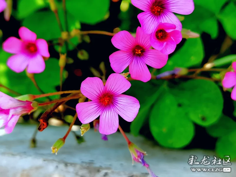 红花酢浆草花语幸运