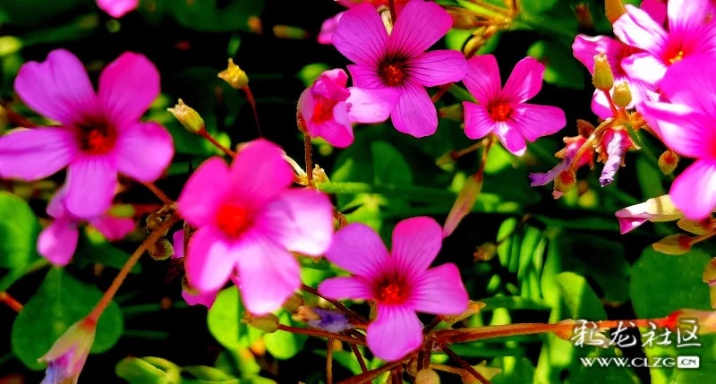红花酢浆草花语幸运