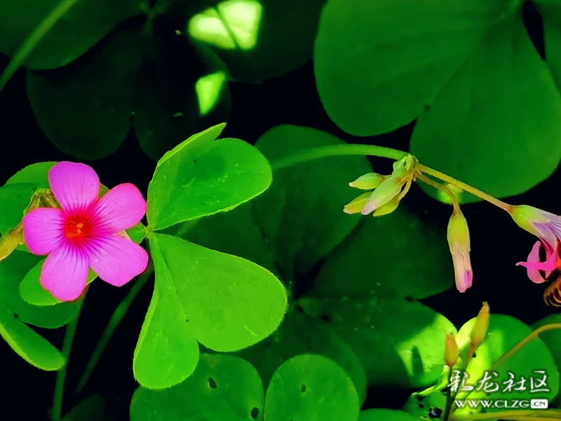 红花酢浆草花语幸运