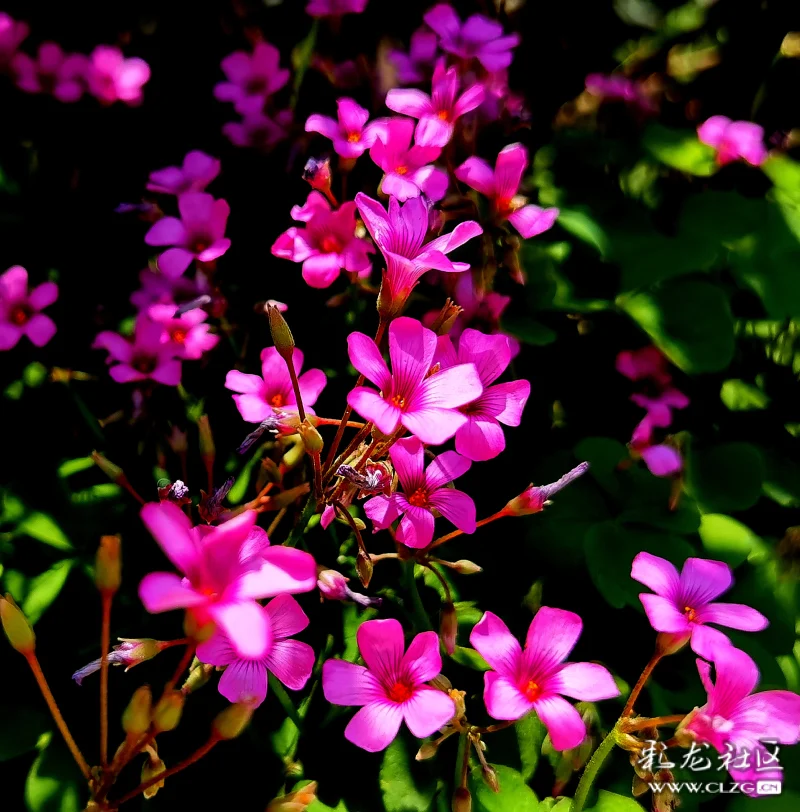 红花酢浆草花语幸运