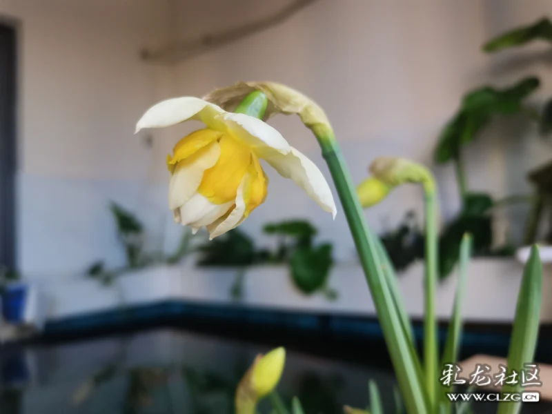 水仙花之成长