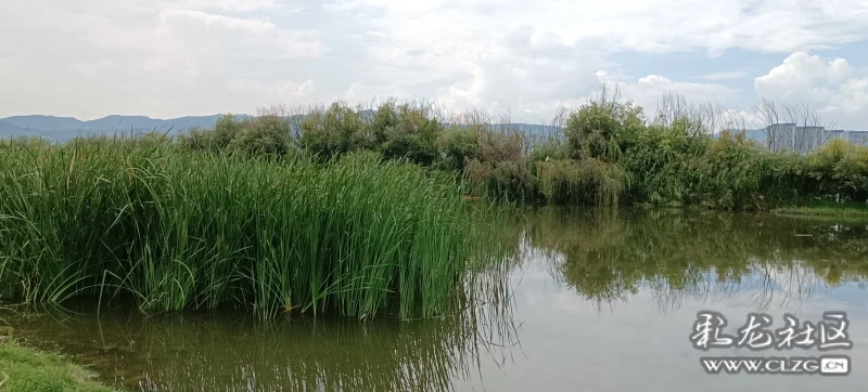 滇池草海东岸坝河湖滨湿地