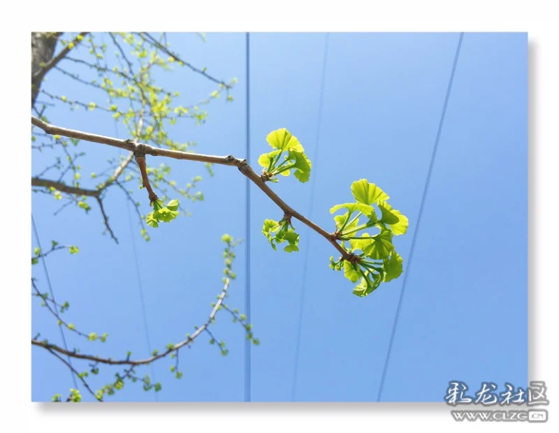 春分里的银杏叶