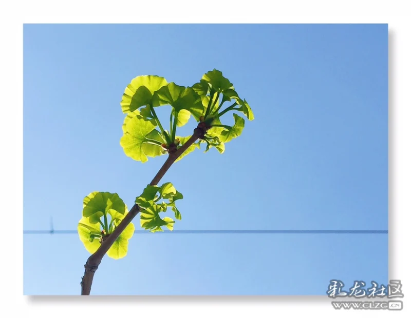 春分里的银杏叶