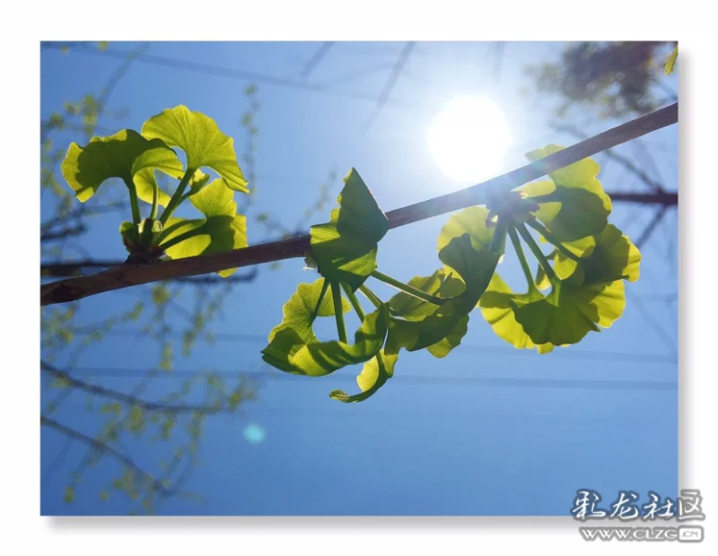 春分里的银杏叶