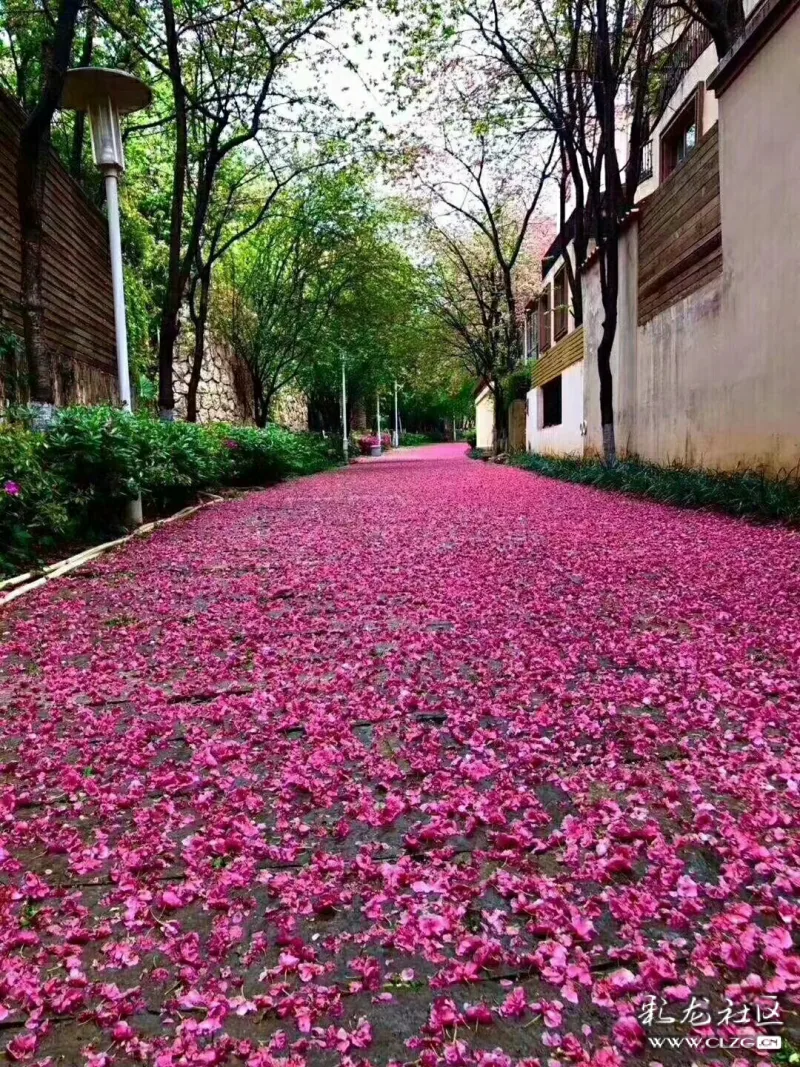 及说出口众人欣喜说那是最美的风景可知那碎了一地的凄美是落花的眼泪