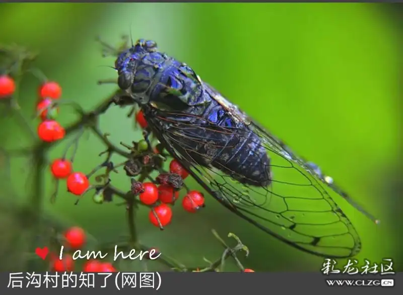 每到夏天,知了的嗚叫聲伴隨著溪水的潺潺聲,總是環繞在二大爺老宅的