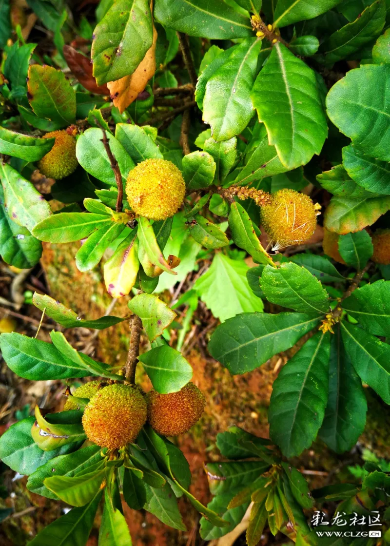 品人与自然合谐之美盘龙双龙外拍