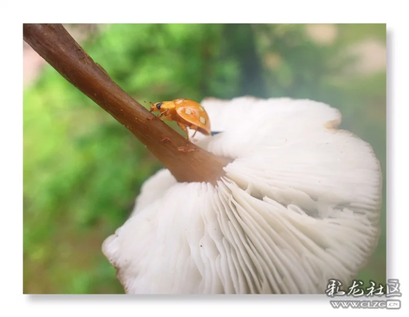 这是一个纯白的世界,水鬼蕉主宰了一切,几株雪松将绣球花和水鬼蕉隔开