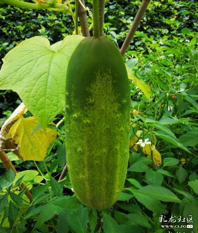老品种黄瓜七叶瓜用农家肥料生长期长些慢慢的长