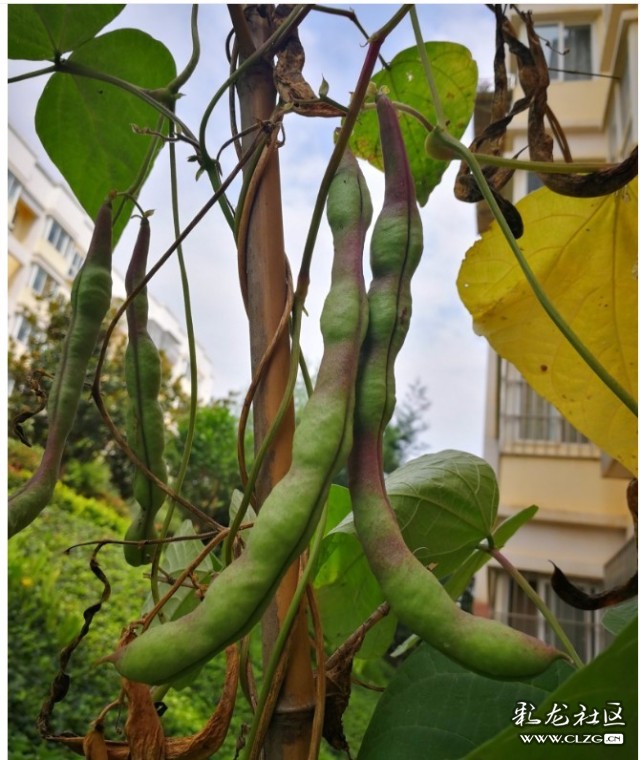 老品种黄瓜七叶瓜用农家肥料生长期长些慢慢的长