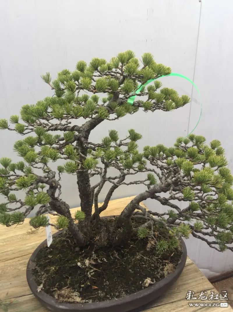 网友评论 0条评论               发表 盘盘龙龙 搞笑 大白猫手绘 本