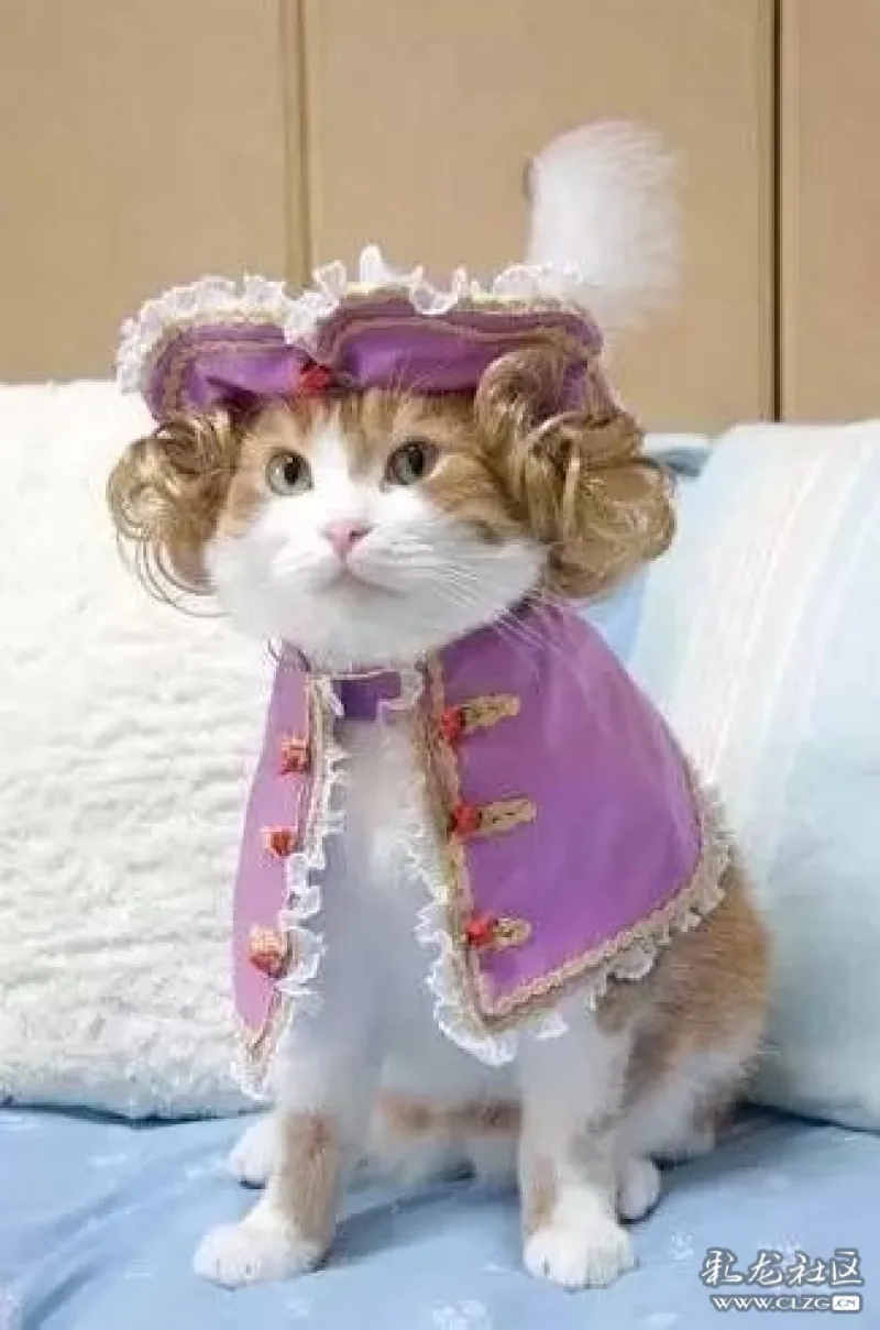 喵穿衣服很萌的哦