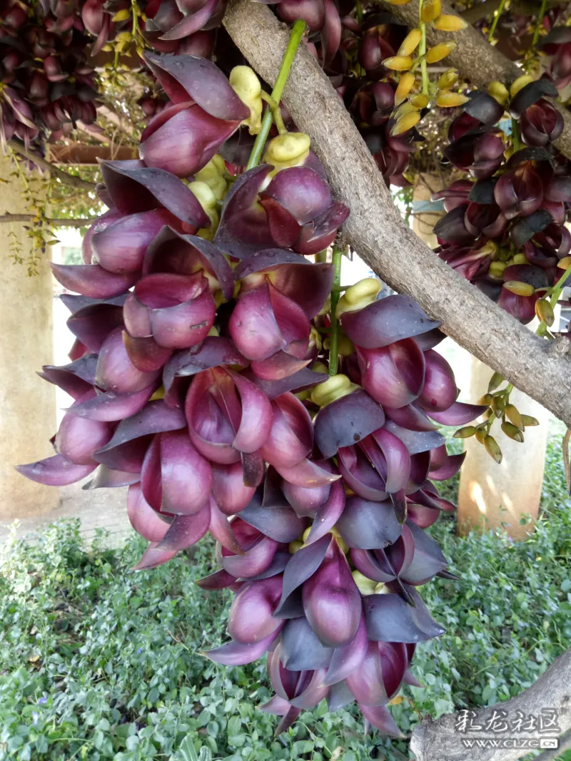 小区里的皂角藤和樱花桃花都开了