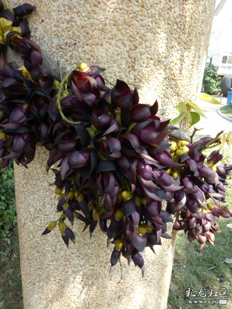 小区里的皂角藤和樱花桃花都开了