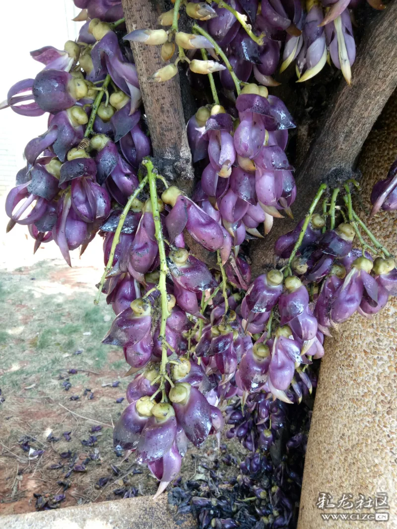 小区里的皂角藤和樱花桃花都开了