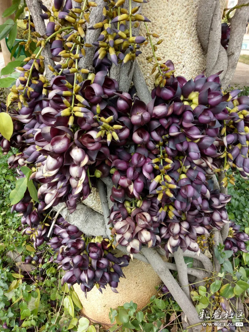 小区里的皂角藤和樱花桃花都开了