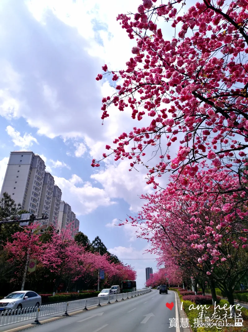 昆明蓝下怒放的云南樱花
