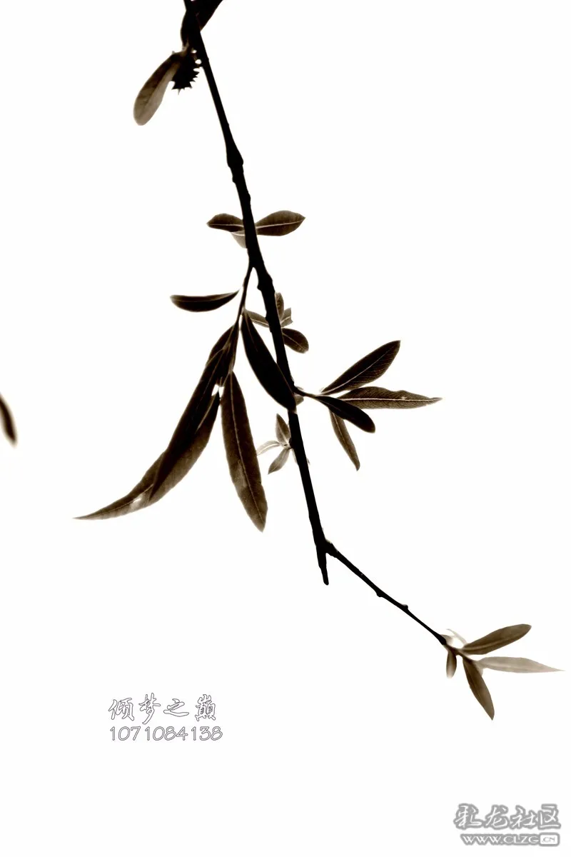 水墨柳
